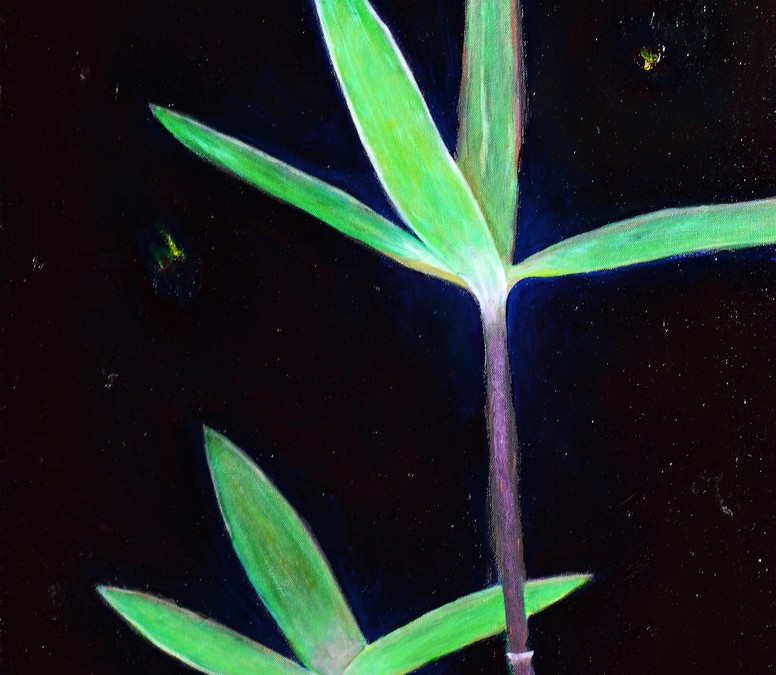 Bamboo